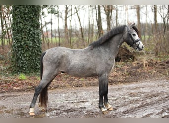 Galés B Mestizo, Caballo castrado, 3 años, 124 cm, Tordo