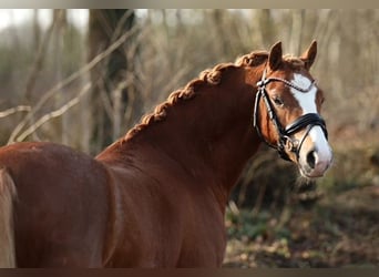 Galés B, Caballo castrado, 3 años, 125 cm, Alazán-tostado