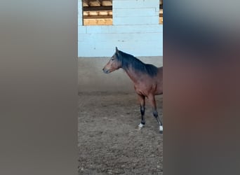 Galés B, Caballo castrado, 3 años, 125 cm, Castaño