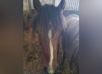 Galés B, Caballo castrado, 3 años, 125 cm, Castaño