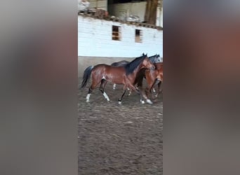 Galés B, Caballo castrado, 3 años, 125 cm, Castaño