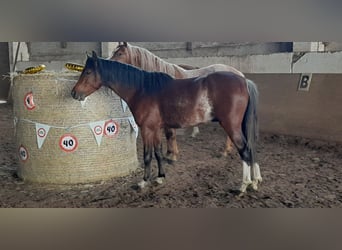 Galés B, Caballo castrado, 3 años, 125 cm, Castaño