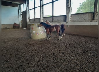 Galés B, Caballo castrado, 3 años, 125 cm, Castaño