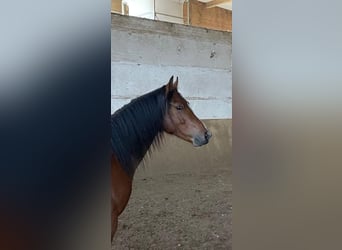 Galés B, Caballo castrado, 3 años, 125 cm, Castaño