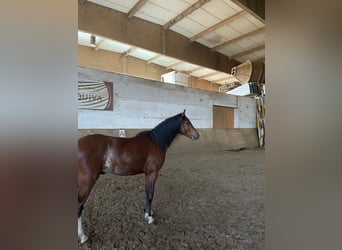 Galés B, Caballo castrado, 3 años, 125 cm, Castaño