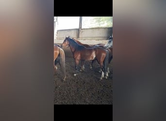 Galés B, Caballo castrado, 3 años, 125 cm, Castaño