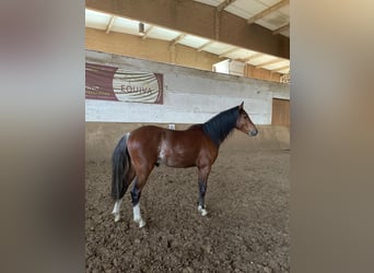 Galés B, Caballo castrado, 3 años, 125 cm, Castaño