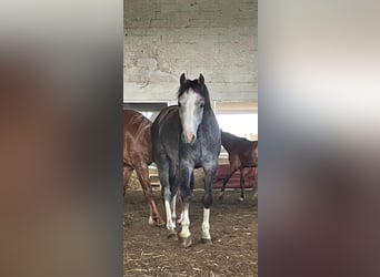 Galés B, Caballo castrado, 3 años, 125 cm, Tordo rodado