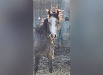 Galés B, Caballo castrado, 3 años, 125 cm, Tordo rodado