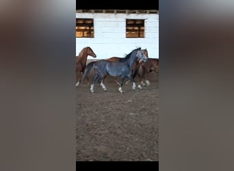 Galés B, Caballo castrado, 3 años, 125 cm, Tordo rodado