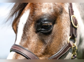 Galés B, Caballo castrado, 3 años, 125 cm, Tordo ruano