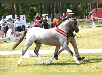 Galés B, Caballo castrado, 3 años, 125 cm, Tordo ruano