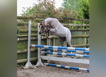 Galés B, Caballo castrado, 3 años, 125 cm, Tordo ruano