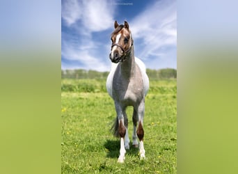 Galés B, Caballo castrado, 3 años, 125 cm, Tordo ruano