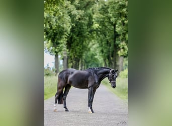 Galés B, Caballo castrado, 3 años, 127 cm, Negro