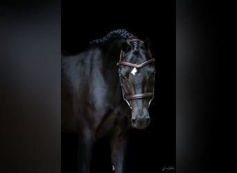 Galés B, Caballo castrado, 3 años, 127 cm, Negro