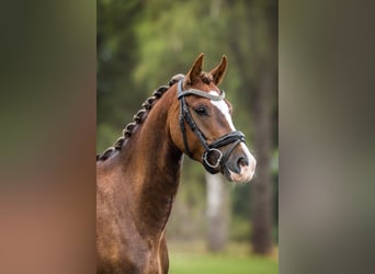 Galés B, Caballo castrado, 3 años, 130 cm, Alazán-tostado