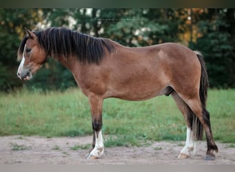 Galés B, Caballo castrado, 3 años, 130 cm, Castaño