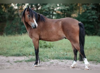 Galés B, Caballo castrado, 3 años, 130 cm, Castaño