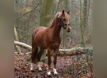 Galés B, Caballo castrado, 3 años, 131 cm, Alazán