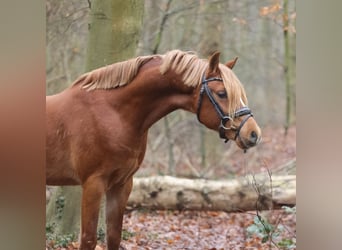 Galés B, Caballo castrado, 3 años, 131 cm, Alazán