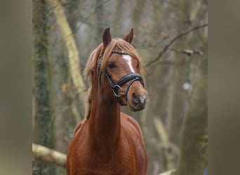 Galés B, Caballo castrado, 3 años, 131 cm, Alazán