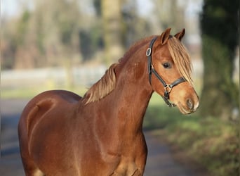 Galés B, Caballo castrado, 3 años, 131 cm, Alazán