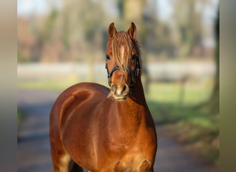 Galés B, Caballo castrado, 3 años, 131 cm, Alazán