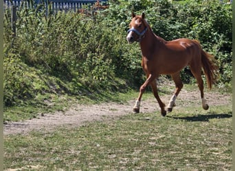 Galés B, Caballo castrado, 3 años, 133 cm, Alazán