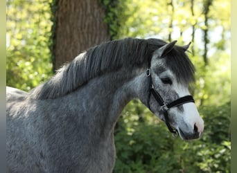 Galés B, Caballo castrado, 3 años, 133 cm, Tordo