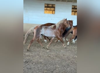 Galés B, Caballo castrado, 3 años, 134 cm, Ruano alazán