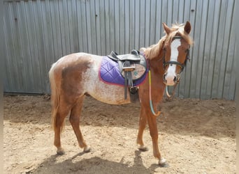 Galés B, Caballo castrado, 3 años, 134 cm, Ruano alazán