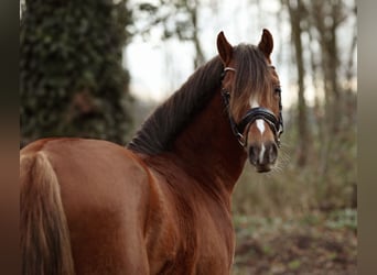 Galés B, Caballo castrado, 3 años, 135 cm