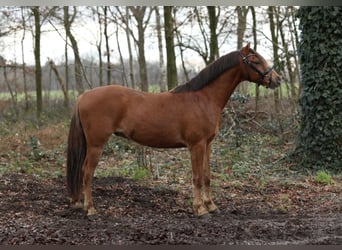 Galés B, Caballo castrado, 3 años, 135 cm