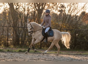 Galés B, Caballo castrado, 3 años, 135 cm, Palomino