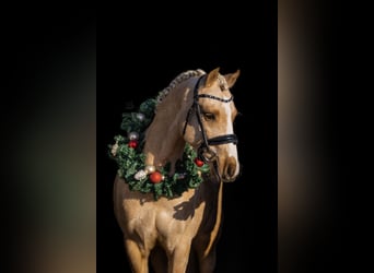 Galés B, Caballo castrado, 3 años, 135 cm, Palomino