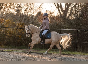 Galés B, Caballo castrado, 3 años, 135 cm, Palomino