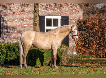 Galés B, Caballo castrado, 3 años, 135 cm, Palomino