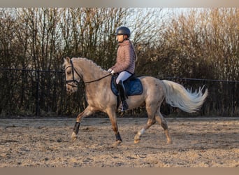 Galés B, Caballo castrado, 3 años, 135 cm, Palomino