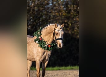 Galés B, Caballo castrado, 3 años, 135 cm, Palomino