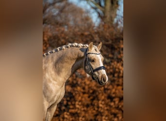 Galés B, Caballo castrado, 3 años, 135 cm, Palomino