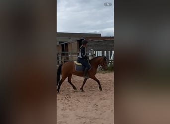 Galés B, Caballo castrado, 3 años, 136 cm, Castaño