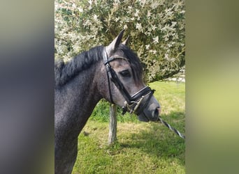 Galés B, Caballo castrado, 3 años, 136 cm, Ruano azulado