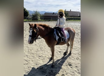 Galés B, Caballo castrado, 4 años, 115 cm, Alazán-tostado