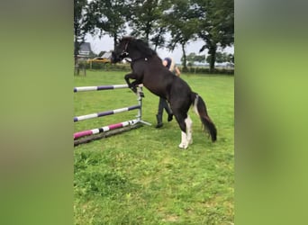 Galés B, Caballo castrado, 4 años, 118 cm, Tordillo negro