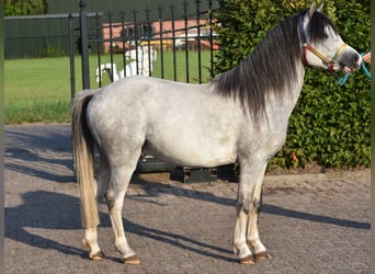 Galés B, Caballo castrado, 4 años, 120 cm, Tordo
