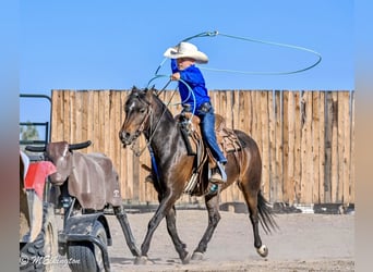 Galés B, Caballo castrado, 4 años, 122 cm, Castaño rojizo