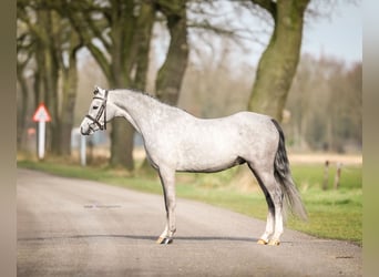 Galés B, Caballo castrado, 4 años, 124 cm