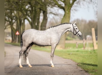 Galés B, Caballo castrado, 4 años, 124 cm