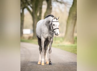 Galés B, Caballo castrado, 4 años, 124 cm